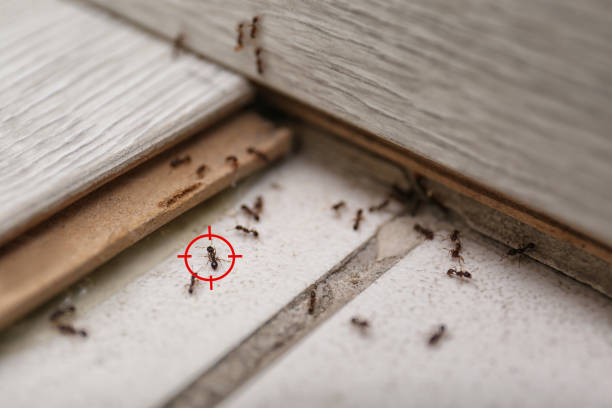 Professional Pest Control in Gold Bar, WA